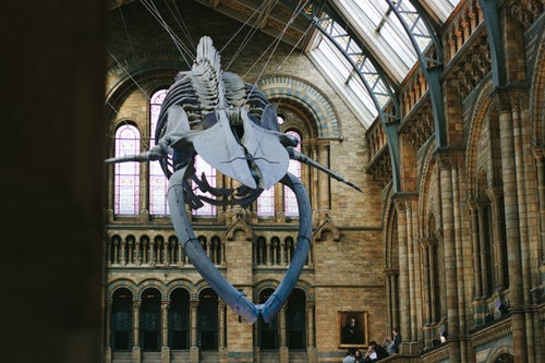 Whale Skeleton at the National History Museum